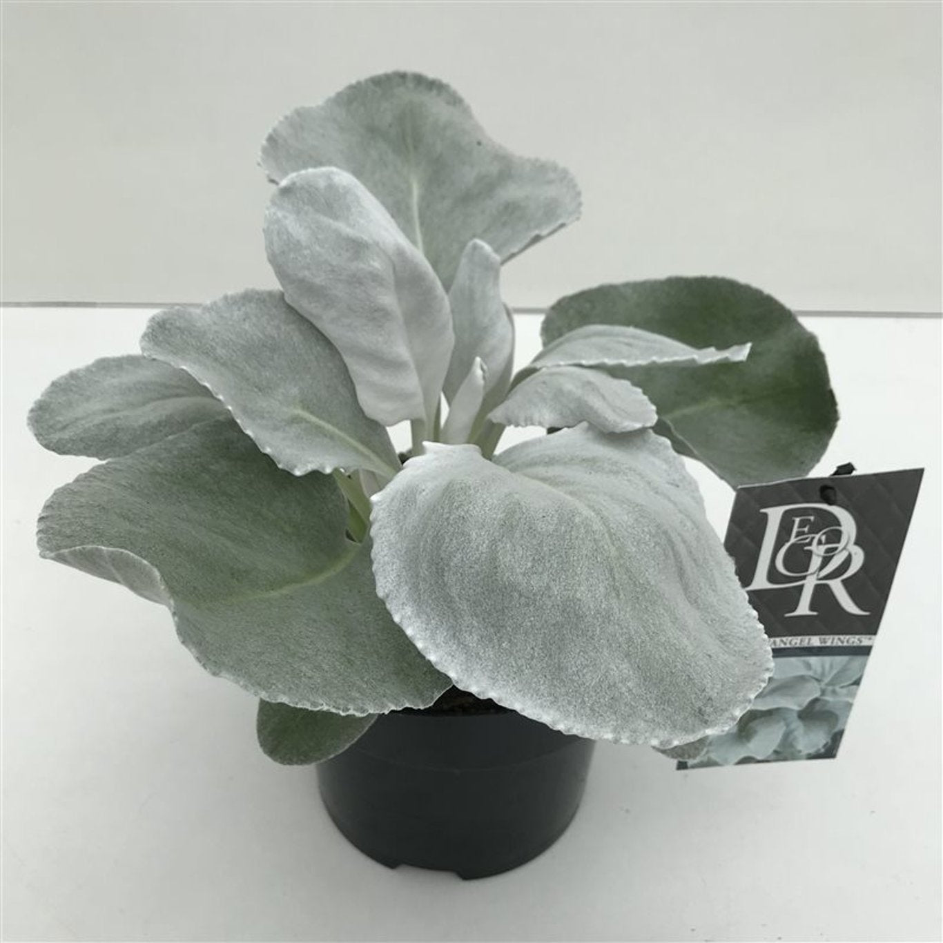 Senecio 'Angel Wings' - C2